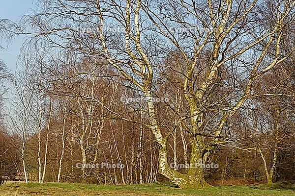 Sand birch (Betula pendula), Egelsberg nature reserve, Krefeld, North Rhine-Westphalia, Germany [IBR124637675]