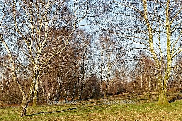 Sand birch (Betula pendula), Egelsberg nature reserve, Krefeld, North Rhine-Westphalia, Germany [IBR124637676]