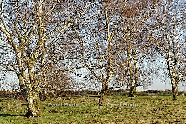 Sand birch (Betula pendula), Egelsberg nature reserve, Krefeld, North Rhine-Westphalia, Germany [IBR124637677]