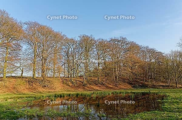 European beech (Fagus silvatica) reflected in a pond, Egelsberg nature reserve, Krefeld, North Rhine-Westphalia, Germany [IBR124637678]