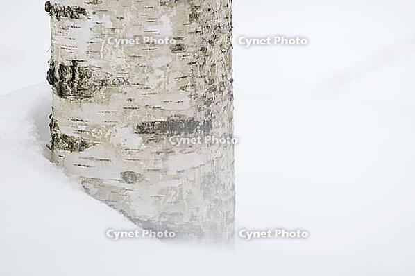 Sand birch (Betula pendula) in the snow, reserve area of the Bavarian Forest National Park, Altschönau, Bavaria, Germany [IBR124637680]