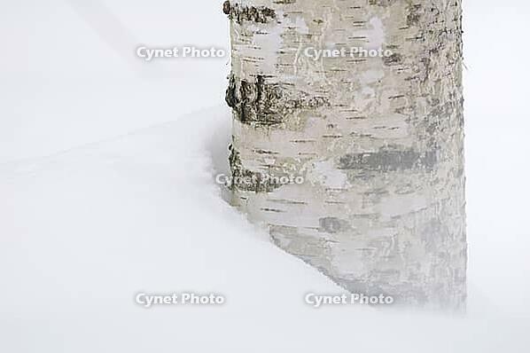 Sand birch (Betula pendula) in the snow, reserve area of the Bavarian Forest National Park, Altschönau, Bavaria, Germany [IBR124637682]