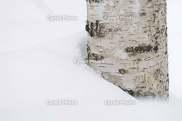 Sand birch (Betula pendula) in the snow, reserve area of the Bavarian Forest National Park, Altschönau, Bavaria, Germany [IBR124637683]