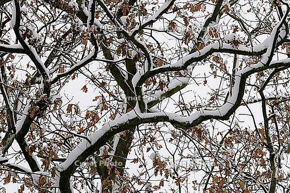 Snow lies on the branches of the English oak (Quercus robur), Meerbusch-Nierst, North Rhine-Westphalia, Germany [IBR124637684]