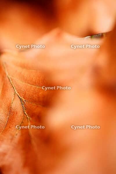 Close-up of autumn leaves of copper beech (Fagus silvatica), Kempen, North Rhine-Westphalia, Germany [IBR124637685]