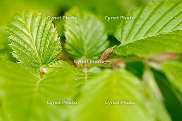 Fresh foliage of hornbeam (Carpinus betulus), Kempen, North Rhine-Westphalia, Germany [IBR124637688]