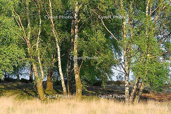 Sand birch (Betula pendula) with fresh spring foliage, Egelsberg nature reserve, Krefeld, North Rhine-Westphalia, Germany [IBR124637691]