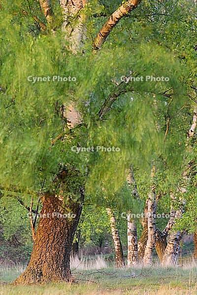 Sand birch (Betula pendula) with fresh spring foliage, Egelsberg nature reserve, Krefeld, North Rhine-Westphalia, Germany [IBR124637692]