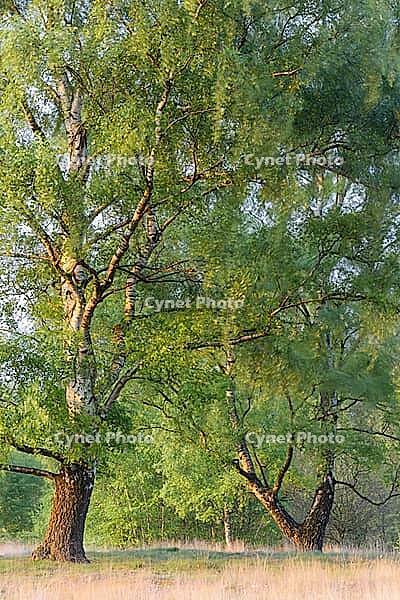 Sand birch (Betula pendula) with fresh spring foliage, Egelsberg nature reserve, Krefeld, North Rhine-Westphalia, Germany [IBR124637693]