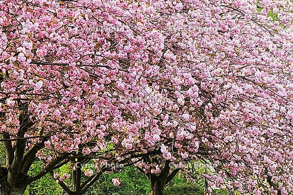 Japanese flowering cherry (Prunus serrulata) in full bloom, Meerbusch-Nierst, North Rhine-Westphalia, Germany [IBR124637694]