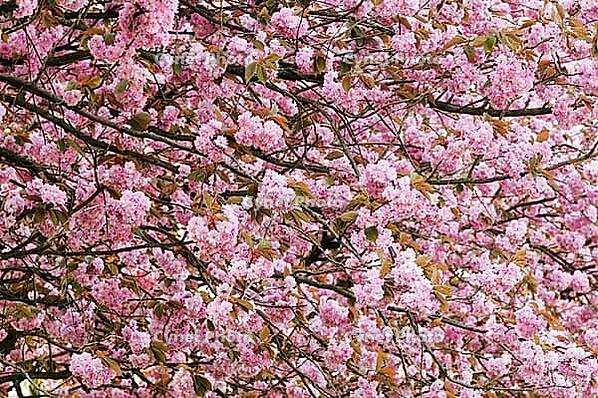 Japanese flowering cherry (Prunus serrulata) in full bloom, Meerbusch-Nierst, North Rhine-Westphalia, Germany [IBR124637695]