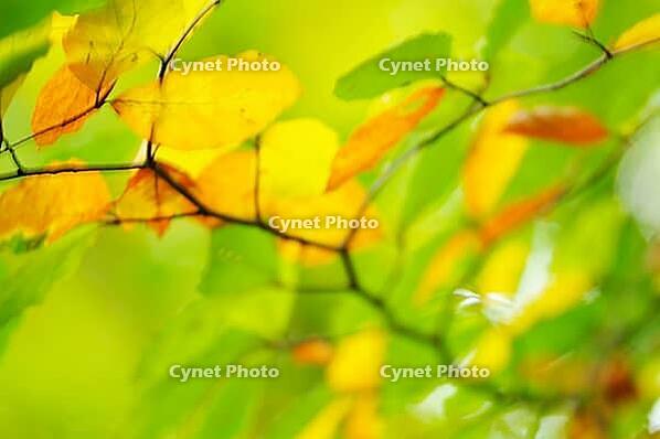 Autumn foliage of copper beech (Fagus silvatica), blurred, Hülserbruch, Krefeld, North Rhine-Westphalia, Germany [IBR124637700]