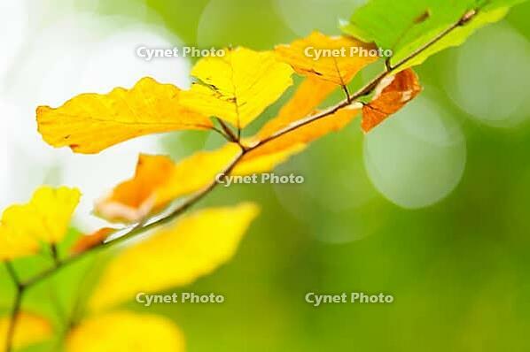 Autumn foliage of copper beech (Fagus silvatica), blurred, Hülserbruch, Krefeld, North Rhine-Westphalia, Germany [IBR124637701]