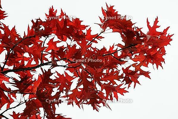 Autumn foliage of red oak (Quercus rubra), Düsseldorf, North Rhine-Westphalia, Germany [IBR124637702]