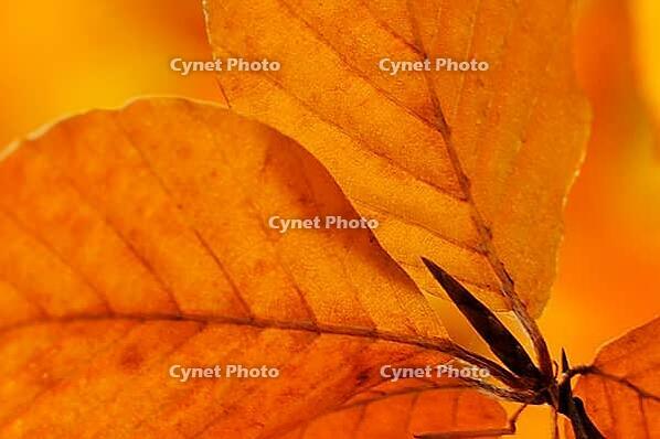 Autumn foliage of copper beech (Fagus silvatica), Hülserbruch, Krefeld, North Rhine-Westphalia, Germany [IBR124637703]