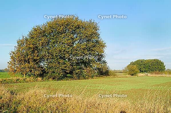 English oak (Quercus robur) in the field, Krefeld-Oppum, Krefeld, North Rhine-Westphalia, Germany [IBR124637704]