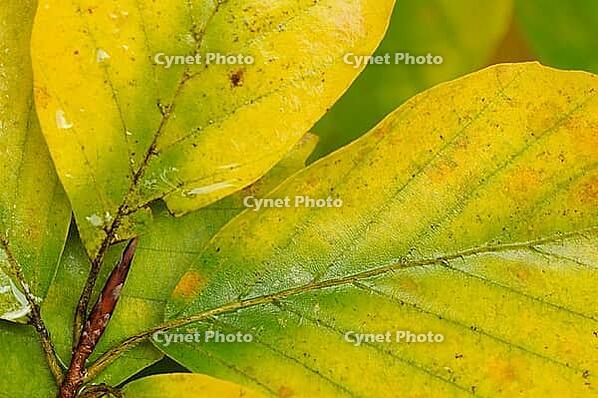 Autumn foliage of copper beech (Fagus silvatica), Hülserbruch, Krefeld, North Rhine-Westphalia, Germany [IBR124637705]