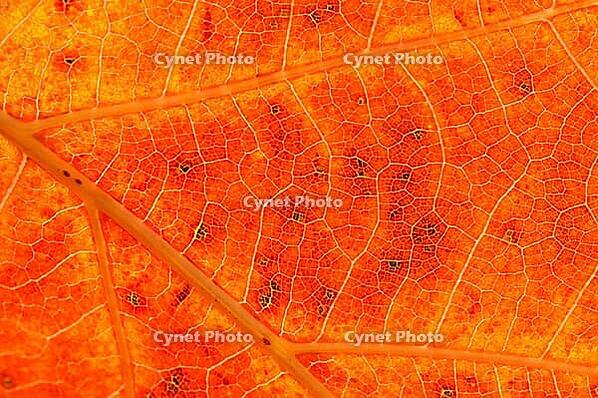 Leaf of the red oak (Quercus rubra) in autumn, Hülserbruch, Krefeld, North Rhine-Westphalia, Germany [IBR124637706]