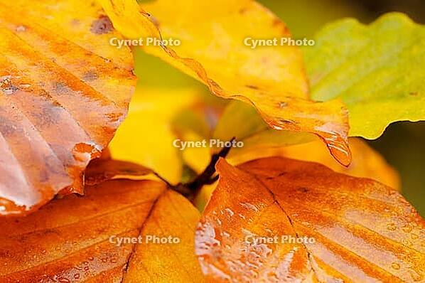 Autumn foliage of copper beech (Fagus silvatica), Hülserbruch, Krefeld, North Rhine-Westphalia, Germany [IBR124637707]