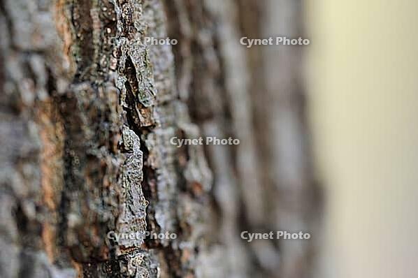 Bark of a red oak (Quercus rubra), Hülserbruch, Krefeld, North Rhine-Westphalia, Germany [IBR124637708]