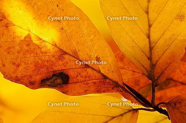 Autumn foliage of copper beech (Fagus silvatica), Hülserbruch, Krefeld, North Rhine-Westphalia, Germany [IBR124637709]