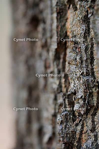 Bark of a red oak (Quercus rubra), Hülserbruch, Krefeld, North Rhine-Westphalia, Germany [IBR124637710]