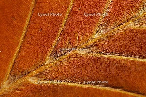 Close-up of autumn leaves of a copper beech (Fagus silvatica), Ratingen, North Rhine-Westphalia, Germany [IBR124637714]