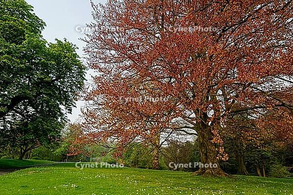European beech (Fagus sylvatica f. purpurea), Villa Hügel Palace Park, Villa Hügel, Essen, North Rhine-Westphalia, Germany [IBR124637715]
