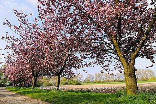 Japanese flowering cherry (Prunus serrulata) in full bloom, Meerbusch-Nierst, North Rhine-Westphalia, Germany [IBR124637717]