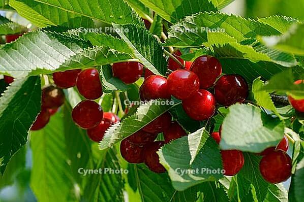 Fruits of the sour cherry (Prunus cerasus) hanging on the tree, Meerbusch-Nierst, North Rhine-Westphalia, Germany [IBR124637718]