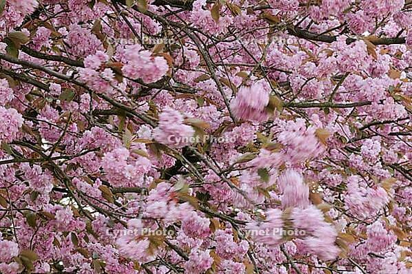 Japanese flowering cherry (Prunus serrulata) in full bloom, Meerbusch-Nierst, North Rhine-Westphalia, Germany [IBR124637719]
