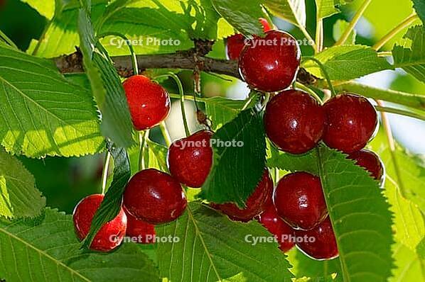Fruits of the sour cherry (Prunus cerasus) hanging on the tree, Meerbusch-Nierst, North Rhine-Westphalia, Germany [IBR124637720]