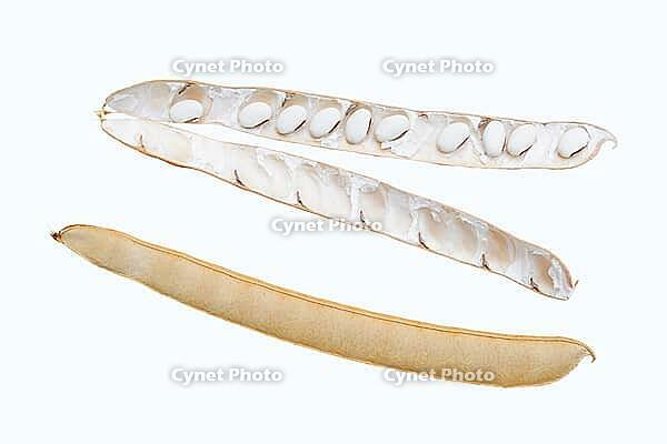 Jack bean or Madagascar bean (Canavalia ensiformis), pods and beans on a white background [IBR124642839]