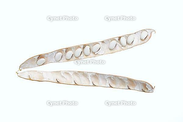 Jack bean or Madagascar bean (Canavalia ensiformis), pod and beans on a white background [IBR124642840]