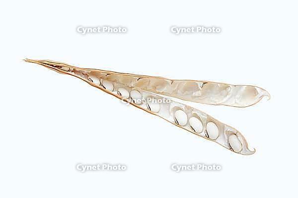 Jack bean or Madagascar bean (Canavalia ensiformis), pod with beans on a white background [IBR124642841]