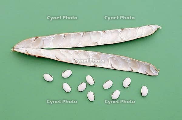 Jack bean or Madagascar bean (Canavalia ensiformis), pod and beans against a green background [IBR124642842]
