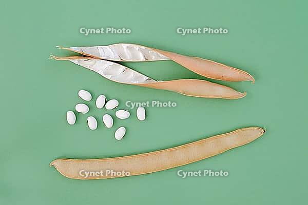 Jack bean or Madagascar bean (Canavalia ensiformis), pods and beans against a green background [IBR124642843]