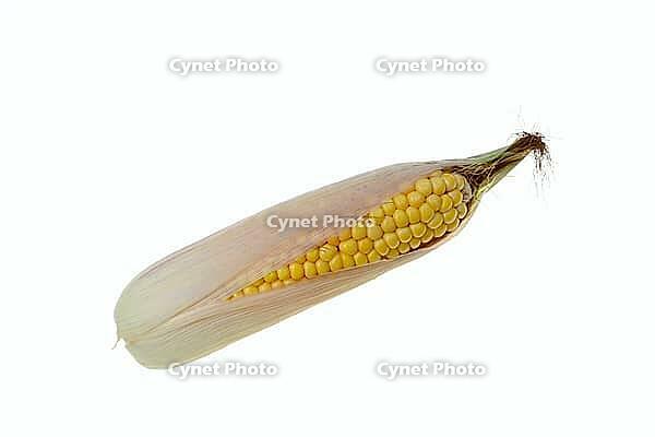 Corn (Zea mays), corn cobs against a white background [IBR124642844]