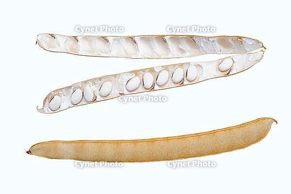 Jack bean or Madagascar bean (Canavalia ensiformis), pods and beans on a white background [IBR124642862]