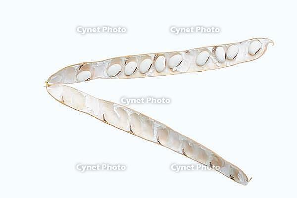 Jack bean or Madagascar bean (Canavalia ensiformis), pod and beans on a white background [IBR124642863]