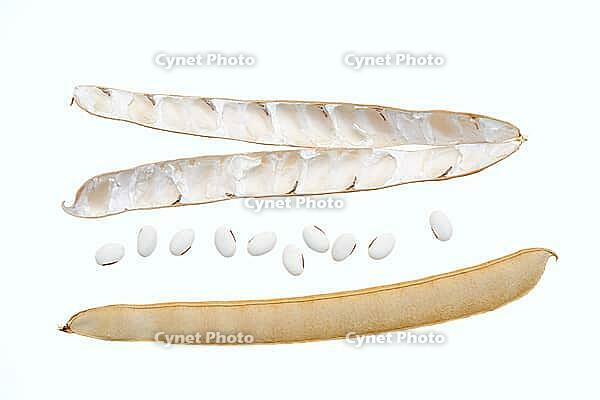 Jack bean or Madagascar bean (Canavalia ensiformis), pods and beans on a white background [IBR124642864]