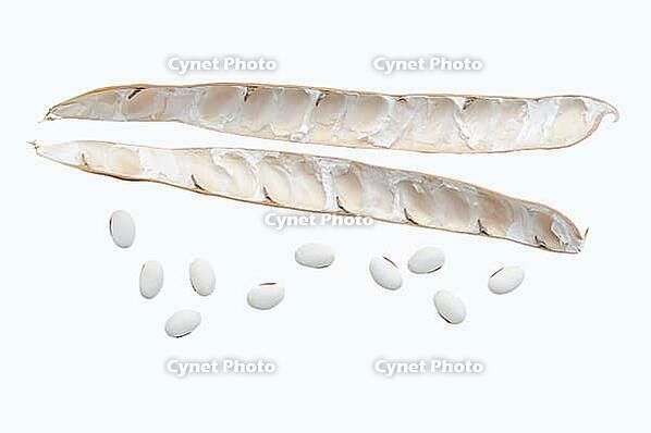 Jack bean or Madagascar bean (Canavalia ensiformis), pod and beans on a white background [IBR124642865]