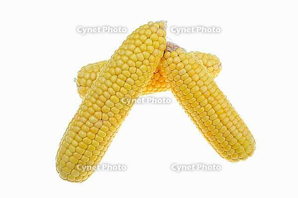 Corn (Zea mays), corn cobs against a white background [IBR124642867]