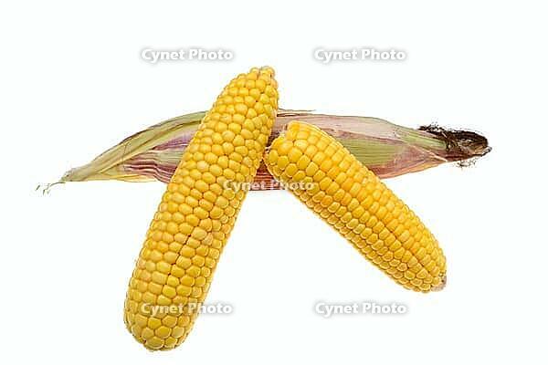 Corn (Zea mays), corn cobs against a white background [IBR124642868]