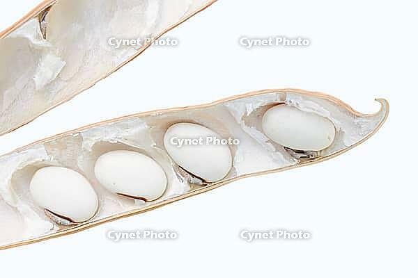 Jack bean or Madagascar bean (Canavalia ensiformis), pod with beans on a white background [IBR124642870]