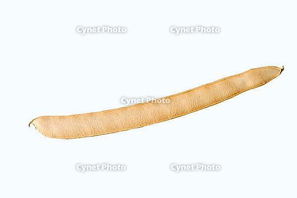 Jack bean or Madagascar bean (Canavalia ensiformis), pod on white background [IBR124642871]