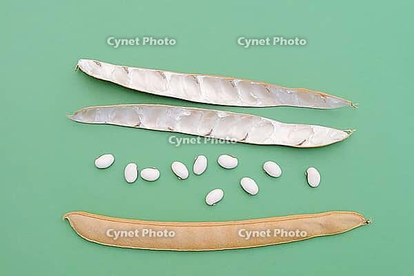 Jack bean or Madagascar bean (Canavalia ensiformis), pods and beans against a green background [IBR124642873]