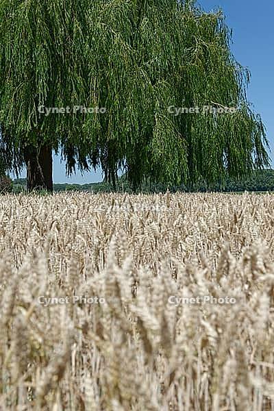 Weeping willow (Salix babylonica) in a wheat field (genus Triticum), Wachtendonk, Kleve district, North Rhine-Westphalia, Germany [IBR124651934]