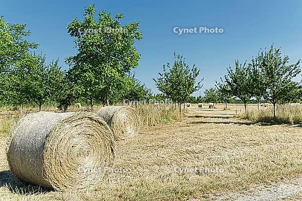 Mown orchard meadow with round bales (hay), apple trees (Malus), Kempen, Viersen district, North Rhine-Westphalia, Germany [IBR124651935]