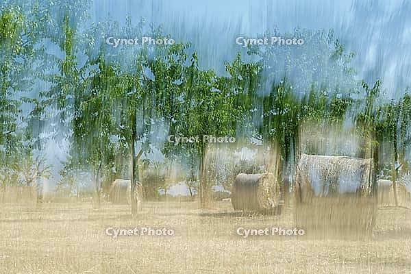 Mown orchard meadow with round bales (hay), apple trees (Malus), double exposure, Kempen, Viersen district, North Rhine-Westphalia, Germany [IBR124651936]